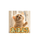 子猫ちゃん スタンプ（個別スタンプ：1）