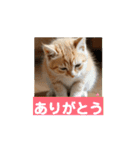 子猫ちゃん スタンプ（個別スタンプ：5）