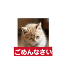子猫ちゃん スタンプ（個別スタンプ：7）