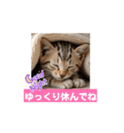 子猫ちゃん スタンプ（個別スタンプ：14）