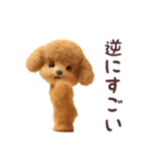 踊る煽り犬、トイプー参上！（個別スタンプ：5）