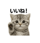 ぼく。マンチカン！子猫の日常挨拶（個別スタンプ：1）