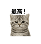 ぼく。マンチカン！子猫の日常挨拶（個別スタンプ：2）