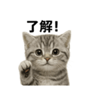 ぼく。マンチカン！子猫の日常挨拶（個別スタンプ：3）
