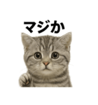 ぼく。マンチカン！子猫の日常挨拶（個別スタンプ：5）