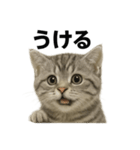 ぼく。マンチカン！子猫の日常挨拶（個別スタンプ：7）