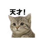 ぼく。マンチカン！子猫の日常挨拶（個別スタンプ：8）