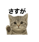 ぼく。マンチカン！子猫の日常挨拶（個別スタンプ：9）