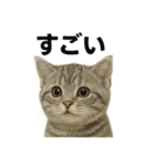 ぼく。マンチカン！子猫の日常挨拶（個別スタンプ：10）