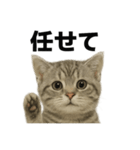 ぼく。マンチカン！子猫の日常挨拶（個別スタンプ：13）