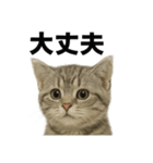 ぼく。マンチカン！子猫の日常挨拶（個別スタンプ：14）