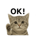 ぼく。マンチカン！子猫の日常挨拶（個別スタンプ：15）