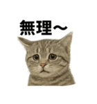 ぼく。マンチカン！子猫の日常挨拶（個別スタンプ：16）