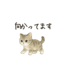 ずっと使える淡色にゃんこスタンプ（個別スタンプ：23）