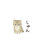 ずっと使える淡色にゃんこスタンプ（個別スタンプ：25）