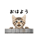 ▶︎動く！猫スタンプ（個別スタンプ：2）
