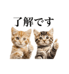 ▶︎動く！猫スタンプ（個別スタンプ：3）