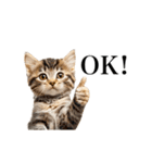 ▶︎動く！猫スタンプ（個別スタンプ：4）