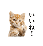 ▶︎動く！猫スタンプ（個別スタンプ：5）
