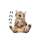 ▶︎動く！猫スタンプ（個別スタンプ：6）