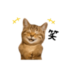 ▶︎動く！猫スタンプ（個別スタンプ：7）