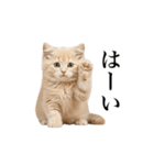 ▶︎動く！猫スタンプ（個別スタンプ：8）