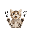 ▶︎動く！猫スタンプ（個別スタンプ：9）