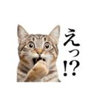 ▶︎動く！猫スタンプ（個別スタンプ：10）