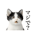 ▶︎動く！猫スタンプ（個別スタンプ：11）