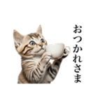 ▶︎動く！猫スタンプ（個別スタンプ：12）