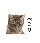 ▶︎動く！猫スタンプ（個別スタンプ：13）