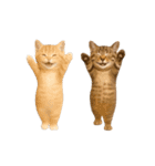 ▶︎動く！猫スタンプ（個別スタンプ：14）