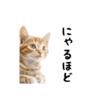 ▶︎動く！猫スタンプ（個別スタンプ：15）