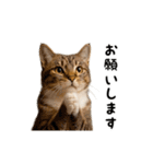 ▶︎動く！猫スタンプ（個別スタンプ：16）