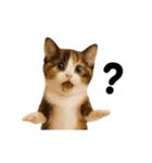 ▶︎動く！猫スタンプ（個別スタンプ：19）