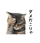 ▶︎動く！猫スタンプ（個別スタンプ：20）