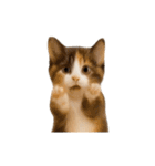 ▶︎動く！猫スタンプ（個別スタンプ：21）