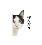 ▶︎動く！猫スタンプ（個別スタンプ：23）
