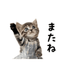 ▶︎動く！猫スタンプ（個別スタンプ：24）