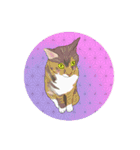 ラー・トゥイ⑤猫ズ（個別スタンプ：11）