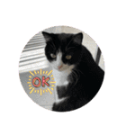 ラー・トゥイ⑤猫ズ（個別スタンプ：20）