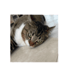 ラー・トゥイ⑤猫ズ（個別スタンプ：22）