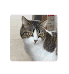 ラー・トゥイ⑤猫ズ（個別スタンプ：23）