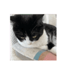 ラー・トゥイ⑤猫ズ（個別スタンプ：24）