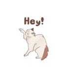 フレンズキャット -ラグドール-（個別スタンプ：1）