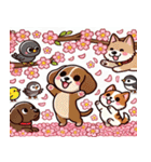 ダックスフンドと桜のスタンプ@SFW（個別スタンプ：12）