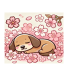 ダックスフンドと桜のスタンプ@SFW（個別スタンプ：18）