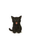 にゃんこは語らず（個別スタンプ：16）