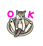 あの猫スタンプ（個別スタンプ：1）