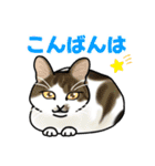 あの猫スタンプ（個別スタンプ：5）